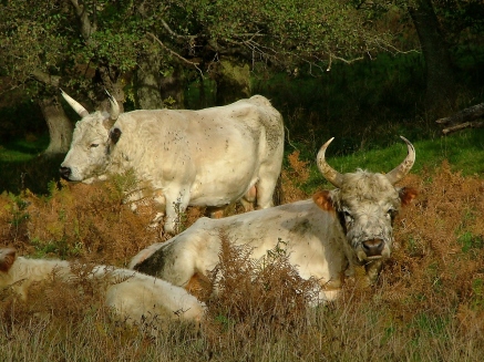 Wild Cattle at Chillingham Castle