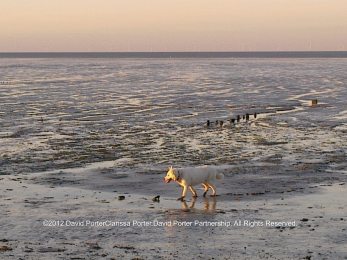 Bear the Husky walking along the muddy shoreline