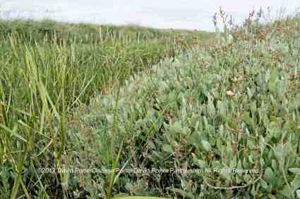 Sea Purslane growing on the marshes