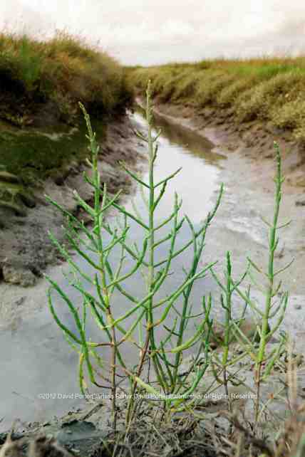 Marsh Samphire growing on Harty Marshes